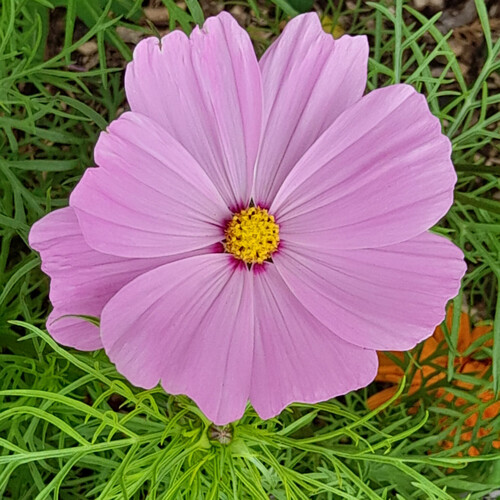 qojpSIa.jpg