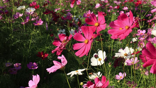 Beautiful flowers field nature background, blue sky background.jpg