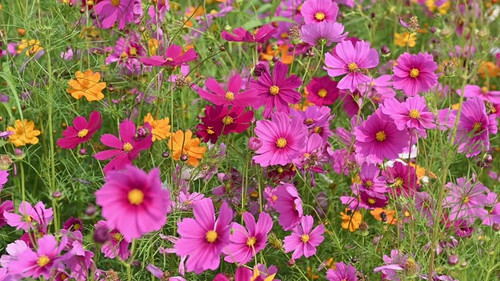 Beautiful pink cosmos flower in a cosmos field swaying in the wind.cosmos flowers blooming in the ga.jpg