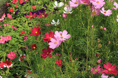 beautiful red flower.jpg