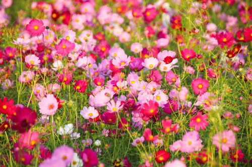 Beautiful Cosmos Bipinnatus in Taiwan.jpg