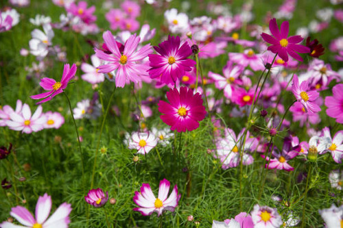 Beautiful colorful winter Flowers Sunny outdoors.jpg