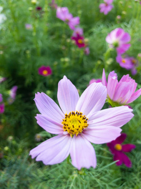 Beautiful natural blue cosmos in the field close up..jpg