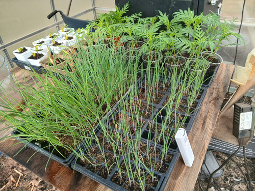 SEEDLINGS 3.7.2026 6.jpg