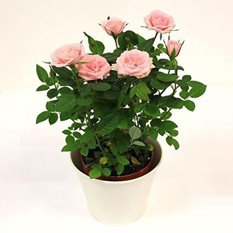 live light pink rose plant beaut.jpg