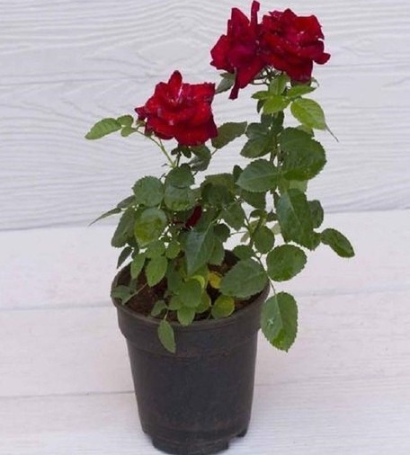 climbing rose red live plant wit.jpg