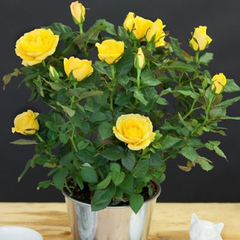 annual yes yes byduf265 1 plasti.jpg