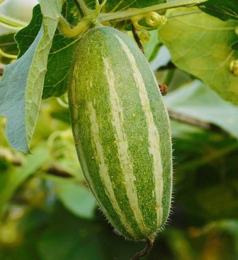 15 vegetable seeds parwal plant.jpg