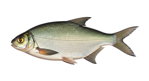 0f46fa3506d2.png