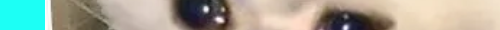 cat8CHANNEL 2.png