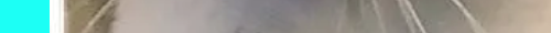 cat8CHANNEL 7.png