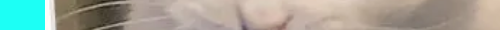 cat8CHANNEL 4.png