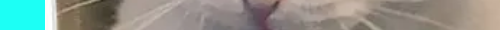 cat8CHANNEL 5.png