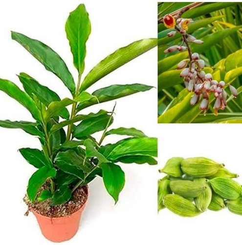 yes perennial no elaichi plant c (1).jpg