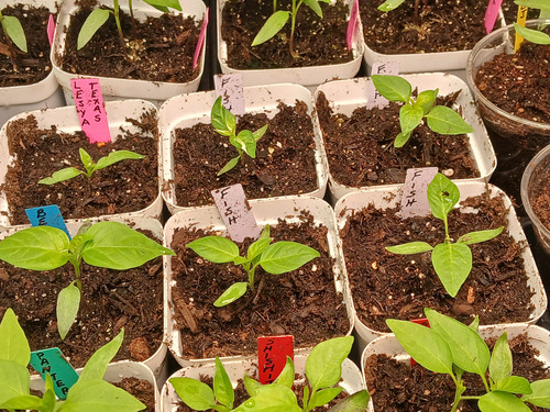 SEEDLINGS 3.7.2026 2.jpg