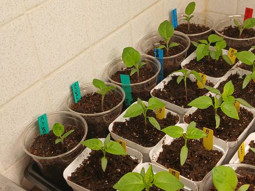 SEEDLINGS 3.7.2026 3.jpg