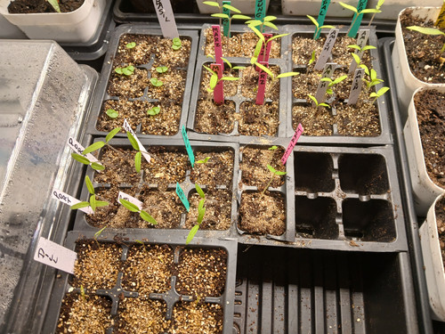 SEEDLINGS 3.7.2026 4.jpg