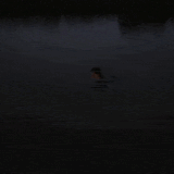 awy2Pox 460sv.gif