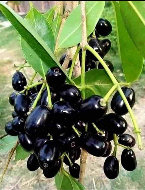 annual yes yes thai black 1 plas.jpg