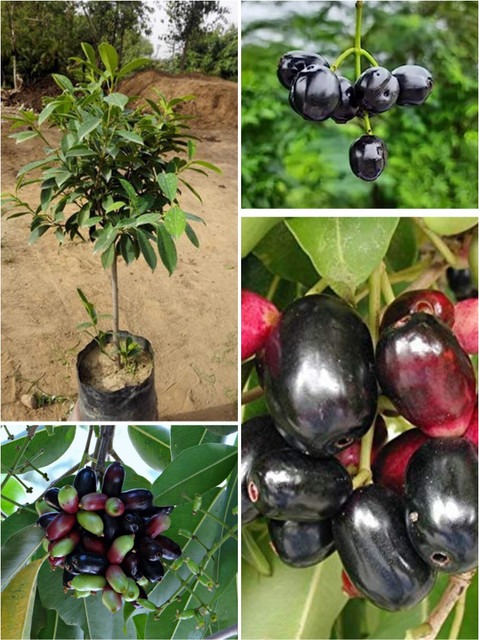 no perennial yes jamun live plan.jpg