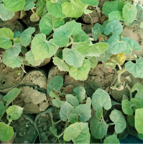 IMG 20250223 114804.jpg