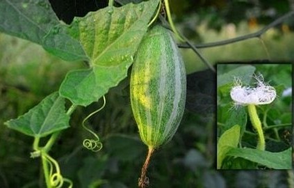 28 hybrid pointed gourd seeds pa.jpg
