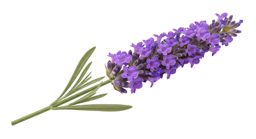 dc41a8f992bc.png