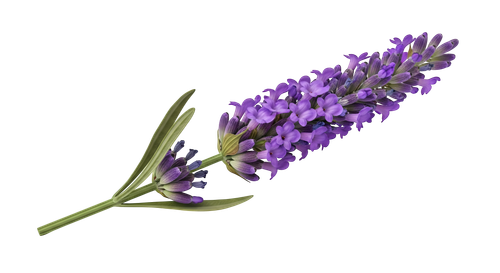 1ef459c69d8c.png