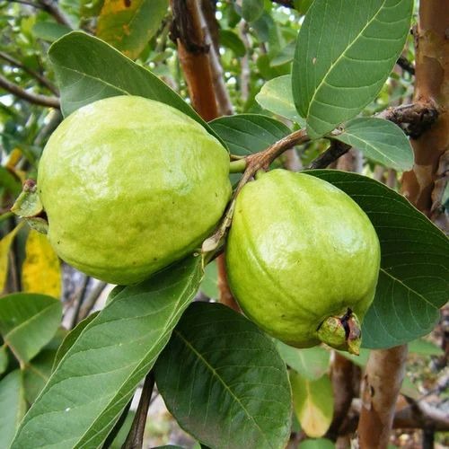 lucknow 49 guava plants 500x500.jpg