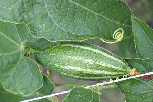 67 parwal seeds arshiayat origin.jpg