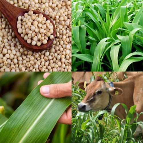 1 lkd 2 hamphu original imah6bhh.jpg