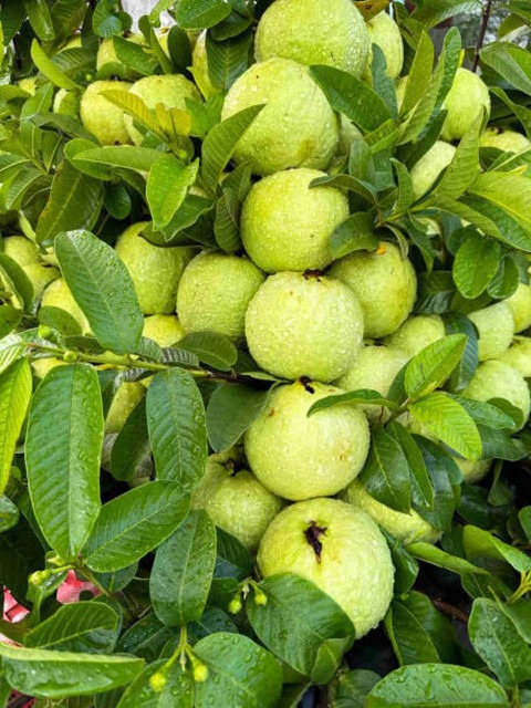 no perennial yes grafted guava p.jpg