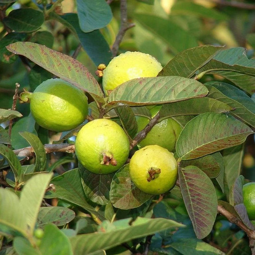 guava plant.jpg