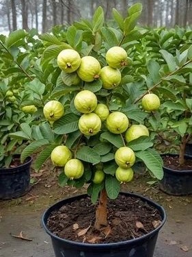 product jpeg 500x500.jpg