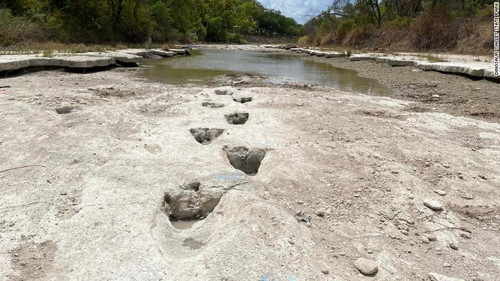 Tracks of a 60-foot dinosaur have been discovered at Dinosaur Valley State Park in Texas due to exce.jpg