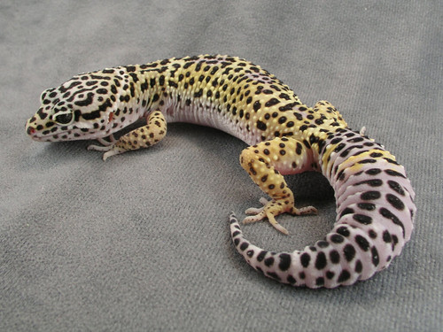 Baby Leopard Gecko for Your Family: An Ultimate Pet Guide!.jpg