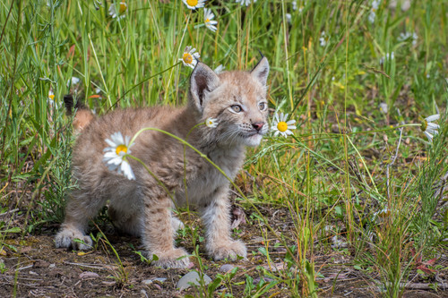 siberian lynx kitten and daisies 218530 1.jpg