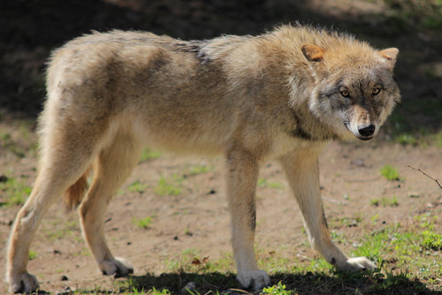 pup11m13eekholtelli mascha 03 20180418 1814632910.jpg