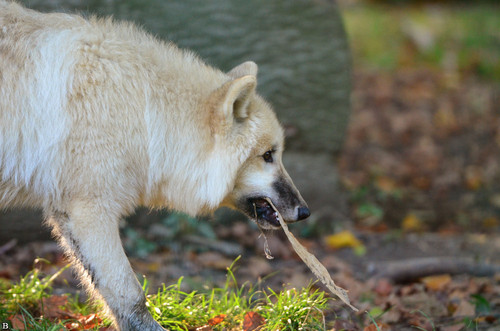 pup6m12springebineg pup 01 20170405 1935800928.jpg