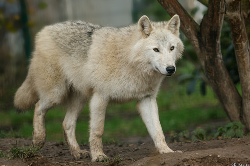 pup7m15bruinkati kayleigh 24 20170331 1827135245.jpg