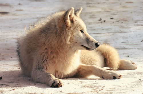 pup10m12auheimsas monja 09 20170426 1493525290.jpg