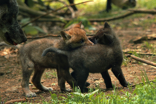 kati pup5w12edersee both 01 20170211 1182901262.jpg