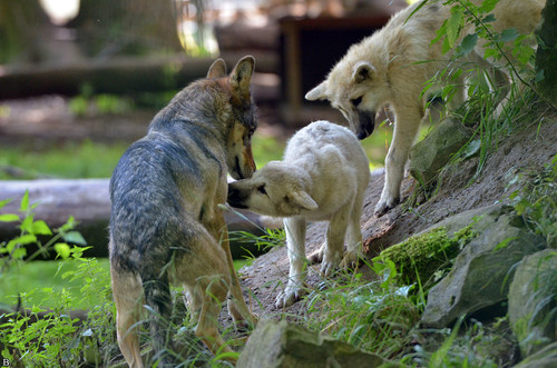 pup3m12springebineg pup 11 20170405 1251165661.jpg