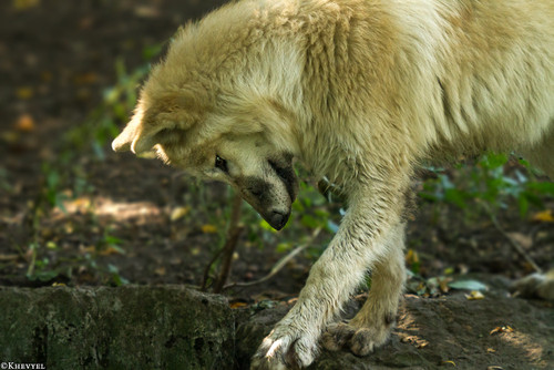 pup5m13duisburgkati 17 20170312 1597055957.jpg