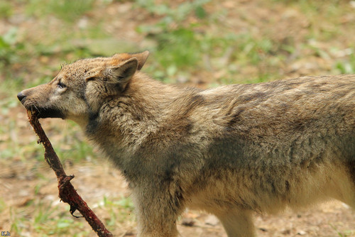 pup4m12ederseekati kiley 56 20170312 1863955788.jpg