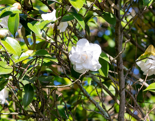 camellia plant.jpg