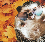Autumn Hedgehog.png