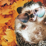 Autumn Hedgehog