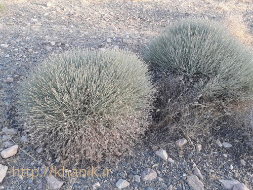گیاه بیخ 2.jpg