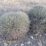 گیاه بیخ 2